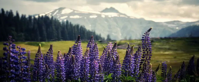 Gulmarg