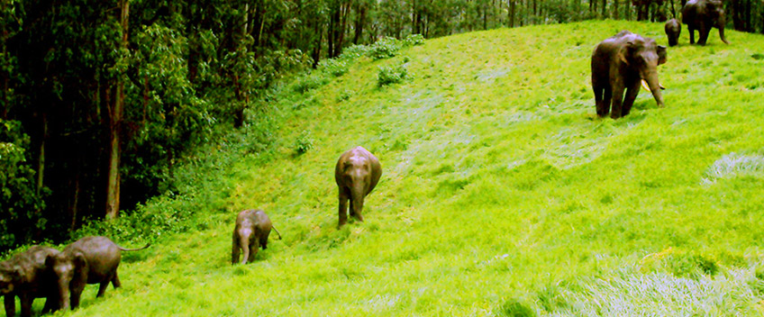 kerala